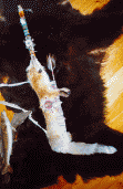 Bow and Arrow