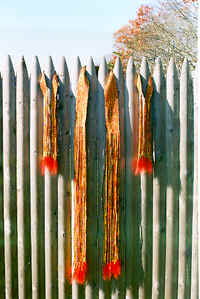 new11a.tif (184198 bytes)